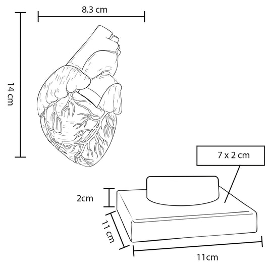 MODELO CARDIO CP 154