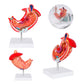 MODELO GASTRO CP 160