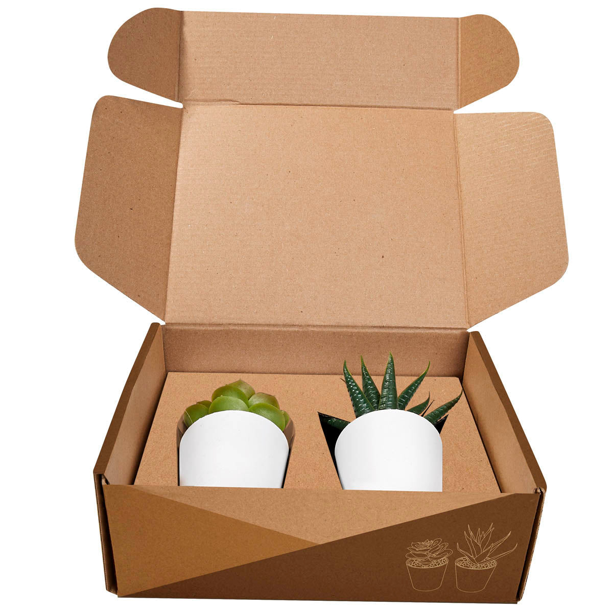 SET DE PLANTAS ALISO KTC 750