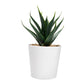 SET DE PLANTAS ALISO KTC 750